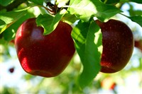 Natürlicher Schutz für Nutz- und Zierpflanzen