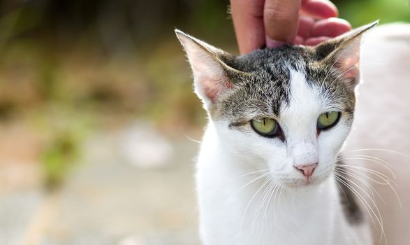 Ideal gegen Lästlinge – zum Wohl des Tieres. PinusFauna Pflegeextrakt – pflegt und wirkt natürlich.