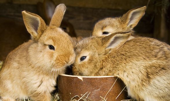 Natürliche Pflege bei Juckreiz, Entzündungen... Der PinusFauna Pflegeextrakt pflegt und beruhigt.