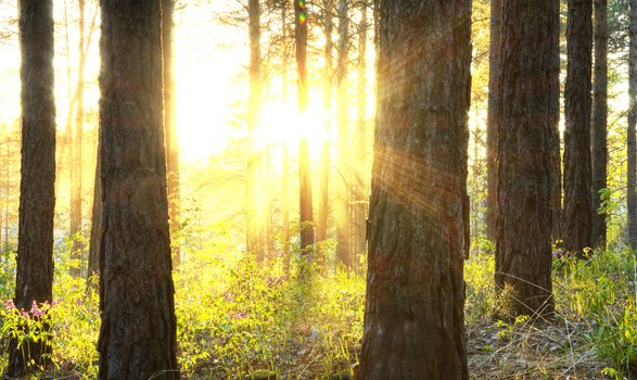 Sonnenkraft die Bäume schafft, Wilms daraus Gesundes macht