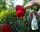 PinusFloris Pflanzenpflege 500 ml 