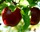 PinusFloris Pflanzenpflege 5 l Kanister 