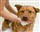 PinusFauna Natur-Shampoo - Hund 250 ml 