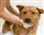 PineFauna Natural Shampoo - Dog 250 ml 