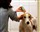PinusFauna Natur-Shampoo - Hund 250 ml 