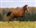 PinusFauna Pflegeextrakt 10 l 