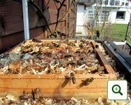 Bienenkorb