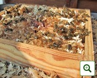 Bienenkorb