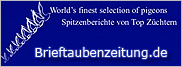 brieftaubenzeitung