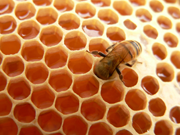 Bienen