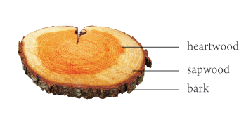 Stammquerschnitt Kiefernholz
